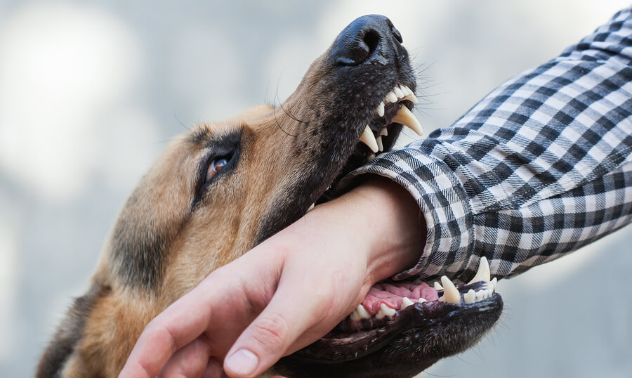  QUALITIES OF AN EXPERIENCED DOG BITE LAWYER
