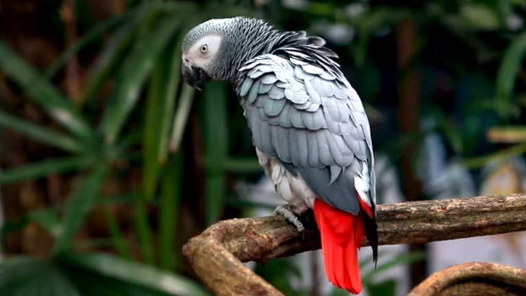 A Complete Parrot Care Guide For Every Beginner