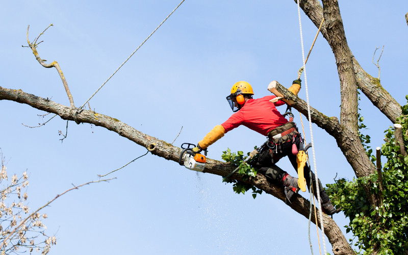 How To Keep Your Trees Healthy And Protected With Tree Maintenance Services