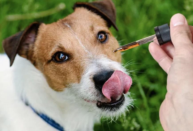What are the benefits when you buy CBD pet treats for your dog?