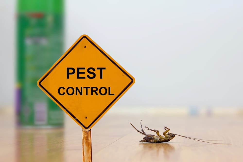 Termite and Mosquito Control Services Offered by Aardwolf in Singapore