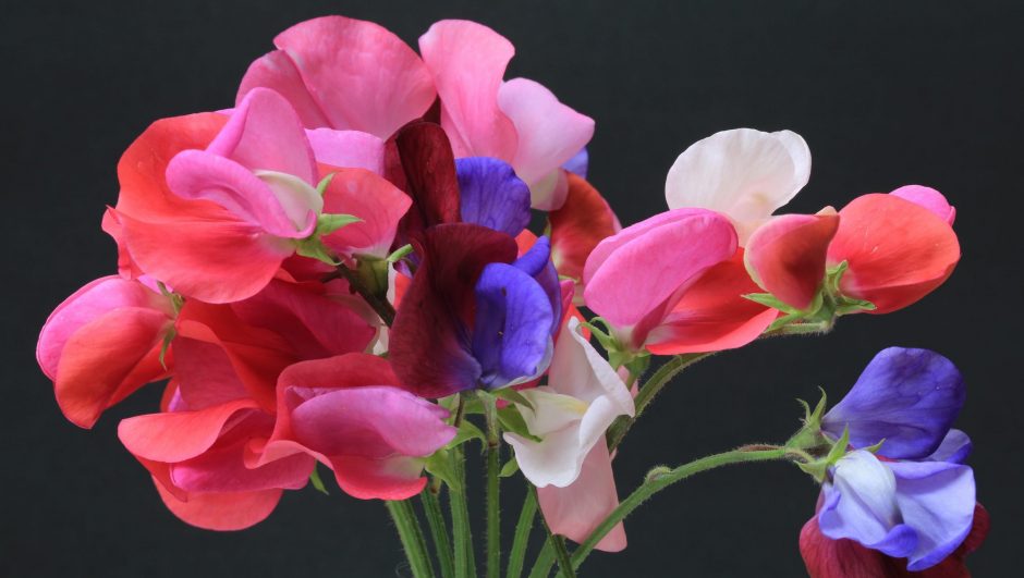 The Sweet Pea: the flower associated with April