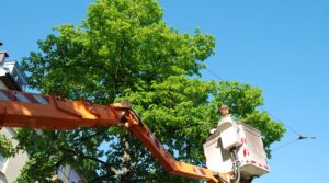 Tree Pruning vs. Tree Trimming: What’s the Difference?