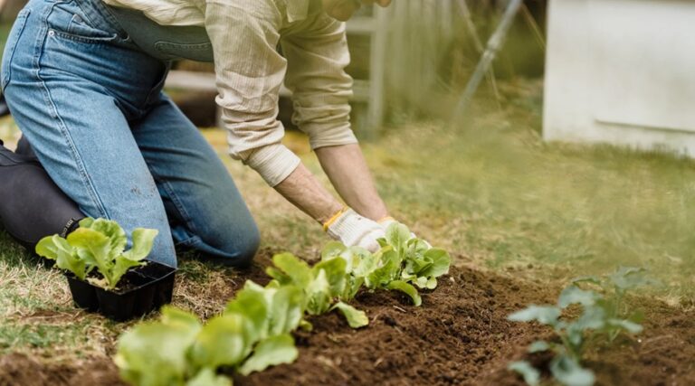 How to Select the Best Topsoil for Organic Gardening