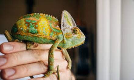 Reptile Husbandry Basics: Why Most Health Problems Start With the Habitat, From the Team at Douglas Animal Hospital
