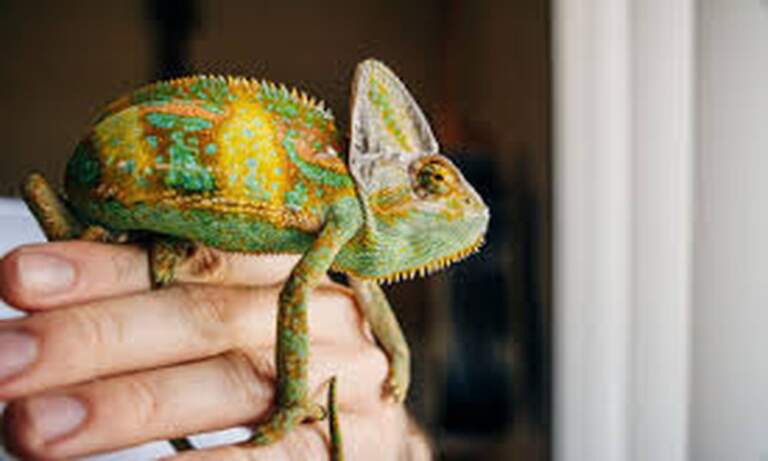 Reptile Husbandry Basics: Why Most Health Problems Start With the Habitat, From the Team at Douglas Animal Hospital