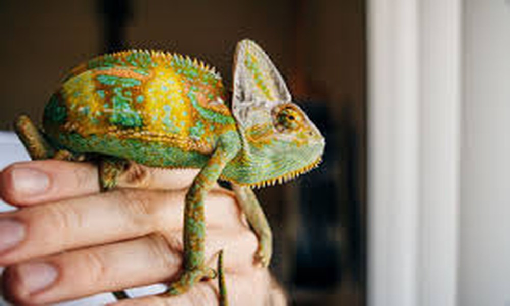 Reptile Husbandry Basics: Why Most Health Problems Start With the Habitat, From the Team at Douglas Animal Hospital